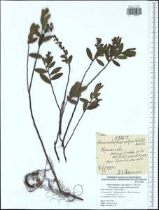 Chamaedaphne calyculata (L.) Moench, Eastern Europe, Central region (E4) (Russia)