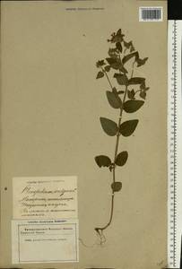 Clinopodium vulgare L., Eastern Europe, Latvia (E2b) (Latvia)