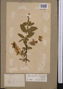 Exochorda racemosa (Lindl.) Rehder, Middle Asia, Syr-Darian deserts & Kyzylkum (M7) (Uzbekistan)