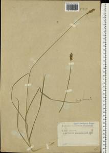 Carex spicata subsp. spicata, Eastern Europe, Moscow region (E4a) (Russia)
