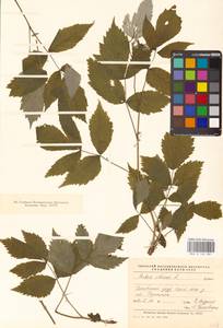 Rubus idaeus L., Eastern Europe, North-Western region (E2) (Russia)