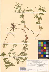 Potentilla erecta (L.) Raeusch., Eastern Europe, Moscow region (E4a) (Russia)