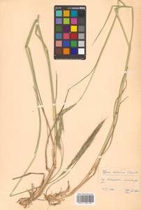 Campeiostachys dahurica (Turcz. ex Griseb.) B.R.Baum, J.L.Yang & C.Yen, Siberia, Russian Far East (S6) (Russia)