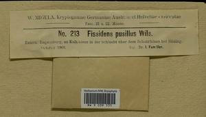 Fissidens pusillus (Wilson) Milde, Bryophytes, Bryophytes - Western Europe (BEu) (Germany)
