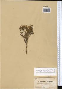 Arnebia coerulea Schipcz., Middle Asia, Northern & Central Tian Shan (M4)