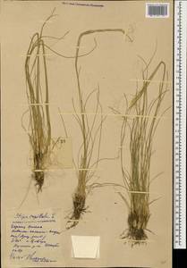 Stipa capillata L., Caucasus, Dagestan (K2) (Russia)