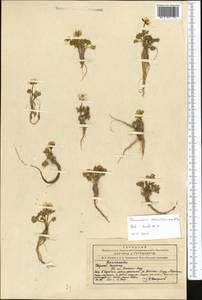 Ranunculus transiliensis Popov ex Gamajun., Middle Asia, Northern & Central Tian Shan (M4) (Kyrgyzstan)