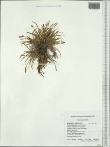 Carex leporina L., Australia & Oceania (AUSTR) (New Zealand)