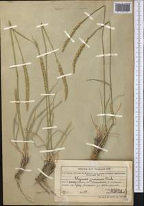 Psathyrostachys juncea (Fisch.) Nevski, Middle Asia, Muyunkumy, Balkhash & Betpak-Dala (M9) (Kazakhstan)