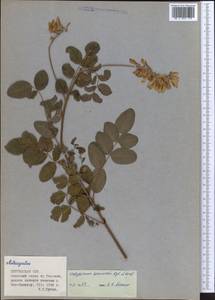 Hedysarum semenovii Regel & Herder, Middle Asia, Northern & Central Tian Shan (M4) (Kyrgyzstan)