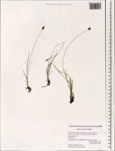 Carex enervis C.A.Mey., Mongolia (MONG) (Mongolia)