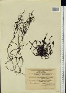 Saxifraga oppositifolia L., Eastern Europe, Northern region (E1) (Russia)