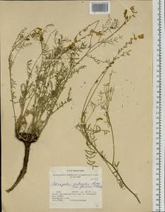 Astragalus puberulus Ledeb., Siberia, Altai & Sayany Mountains (S2) (Russia)