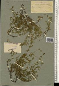 Asperula prostrata (Adams) K.Koch, Caucasus, Georgia (K4) (Georgia)