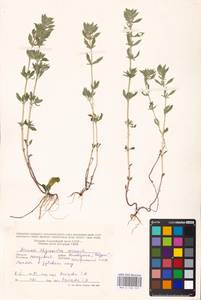 MHA 0 156 533, Clinopodium acinos (L.) Kuntze, Eastern Europe, Moldova (E13a) (Moldova)