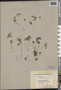 Geranium, Middle Asia, Syr-Darian deserts & Kyzylkum (M7) (Uzbekistan)
