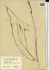 Dianthus pallens M. Bieb., Eastern Europe, South Ukrainian region (E12) (Ukraine)