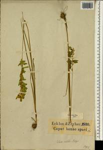 Ixia viridiflora var. viridiflora, Africa (AFR) (South Africa)