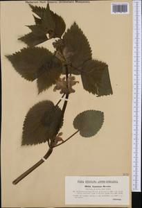 Lamium orvala L., Western Europe (EUR) (Austria)