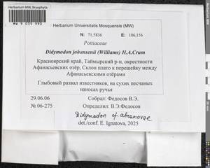 Didymodon abramovae Ignatova & Fedosov, Bryophytes, Bryophytes - Krasnoyarsk Krai, Tyva & Khakassia (B17) (Russia)