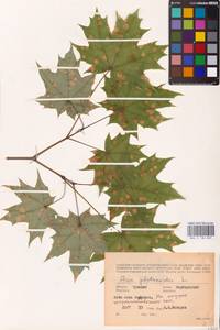 Acer platanoides L., Eastern Europe, Middle Volga region (E8) (Russia)