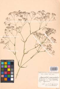 Gypsophila paniculata L., Eastern Europe, Moscow region (E4a) (Russia)