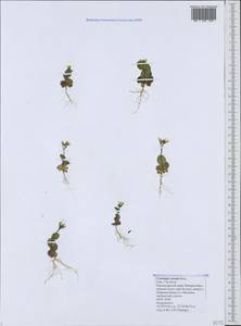 Plagioloba clavata (Boiss.) Khosravi & Eslami-Farouji, Caucasus, Black Sea Shore (from Novorossiysk to Adler) (K3) (Russia)