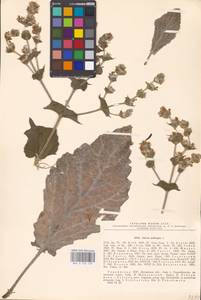 MHA 0 156 129, Salvia aethiopis L., Eastern Europe, North Ukrainian region (E11) (Ukraine)