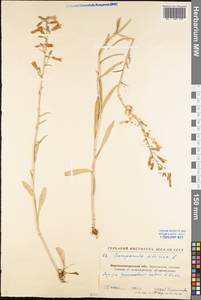 Campanula sibirica L., Eastern Europe, North Ukrainian region (E11) (Ukraine)
