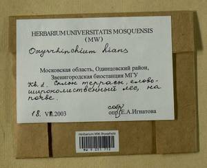 Oxyrrhynchium hians (Hedw.) Loeske, Bryophytes, Bryophytes - Moscow City & Moscow Oblast (B6a) (Russia)