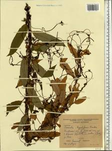 Cuscuta lupuliformis Krock., Eastern Europe, North Ukrainian region (E11) (Ukraine)