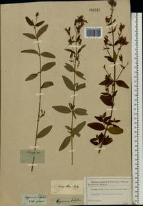 Hypericum hirsutum L., Eastern Europe, Moscow region (E4a) (Russia)