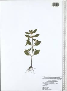 Galeopsis bifida Boenn., Eastern Europe, Central region (E4) (Russia)