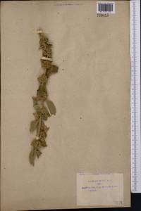 Marrubium vulgare L., Middle Asia, Pamir & Pamiro-Alai (M2) (Uzbekistan)