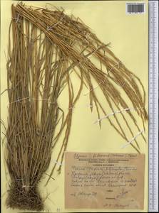 Elymus fibrosus (Schrenk) Tzvelev, Middle Asia, Northern & Central Kazakhstan (M10) (Kazakhstan)