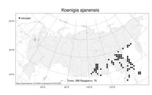 Koenigia ajanensis (Regel & Tiling), Atlas of the Russian Flora (FLORUS) (Russia)