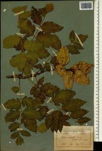 Koelreuteria paniculata Laxm., South Asia, South Asia (Asia outside ex-Soviet states and Mongolia) (ASIA) (Russia)