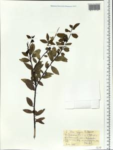 Ilex rugosa F. Schmidt, Siberia, Russian Far East (S6) (Russia)