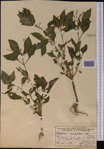 Impatiens parviflora, Middle Asia, Pamir & Pamiro-Alai (M2) (Uzbekistan)