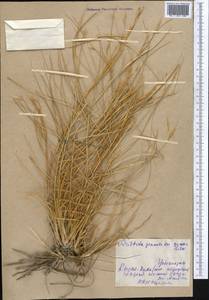 Stipagrostis pennata (Trin.) De Winter, Middle Asia, Syr-Darian deserts & Kyzylkum (M7) (Uzbekistan)