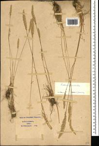 Koeleria pyramidata (Lam.) P.Beauv., Caucasus, Azerbaijan (K6) (Azerbaijan)