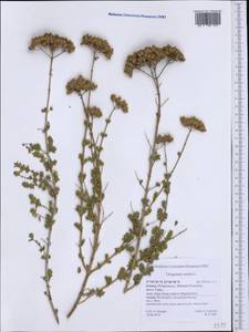 Origanum onites L., Western Europe (EUR) (Greece)