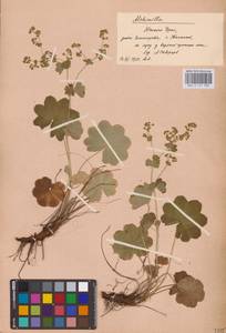 Alchemilla, Eastern Europe, Eastern region (E10) (Russia)