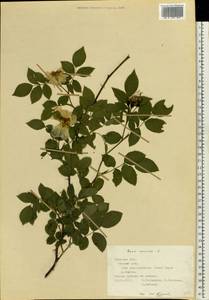 Rosa canina L., Eastern Europe, Central forest-and-steppe region (E6) (Russia)