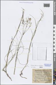 Eremogone saxatilis (L.) Ikonn., Eastern Europe, Lower Volga region (E9) (Russia)