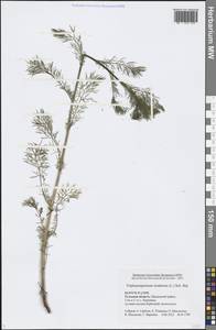 Tripleurospermum inodorum (L.) Sch.-Bip, Eastern Europe, Central region (E4) (Russia)