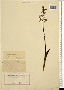 Orchis mascula (L.) L., Caucasus, Abkhazia (K4a) (Abkhazia)
