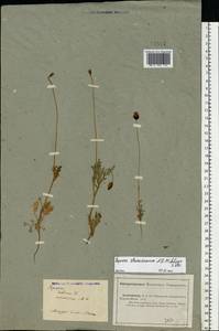 Papaver dubium subsp. stevenianum (Mikheev) Kubát & Å, Eastern Europe, Central forest-and-steppe region (E6) (Russia)