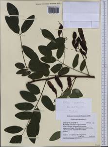 Robinia pseudoacacia L., Western Europe (EUR) (Bulgaria)