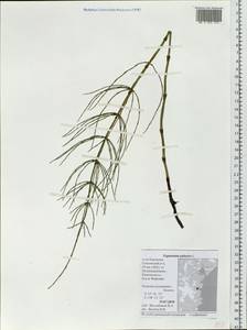 Equisetum palustre L., Siberia, Chukotka & Kamchatka (S7) (Russia)